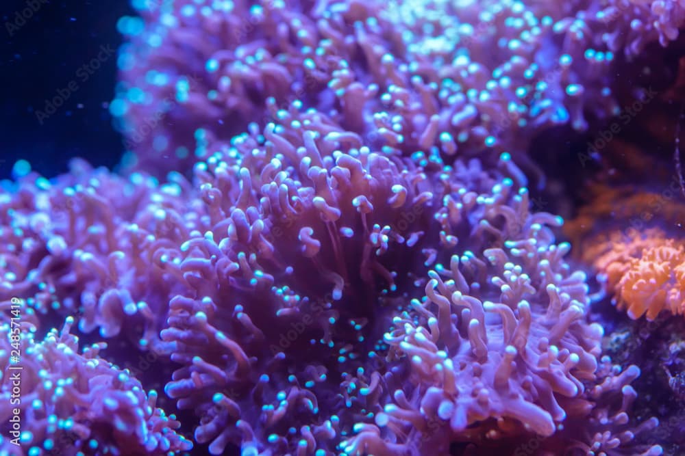 Close up of Blue Hairy Mushroom Coral..(Rhodactis indosinensis)