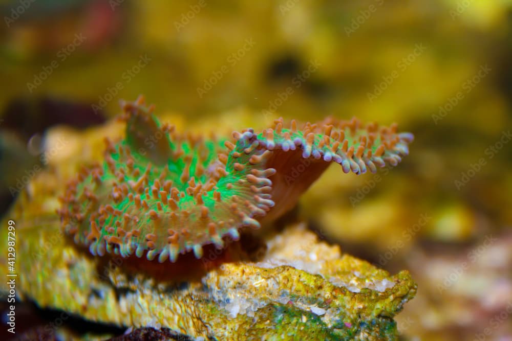 Close up side view of Hairy Mushroom Coral ,Rhodactis indosinensis in a salt water aquarium colored fluorescent green and Brown color.