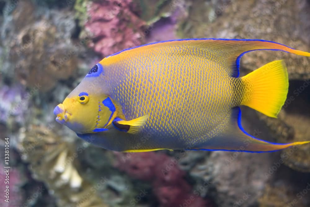 Queen Angelfish