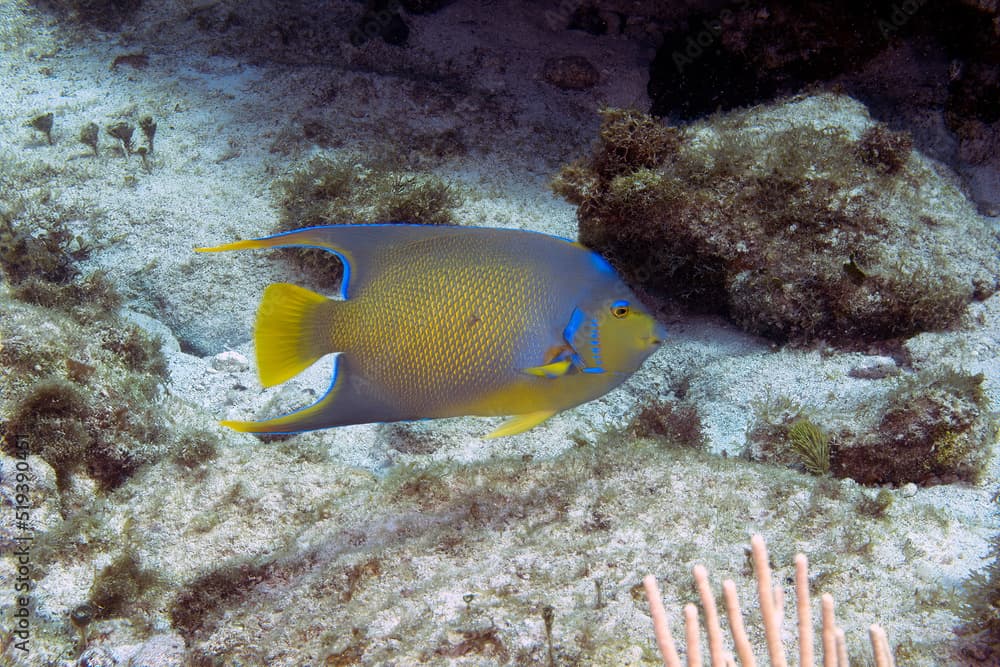 A Queen Angelfish (Holacanthus ciliaris) in Cozumel, Mexico