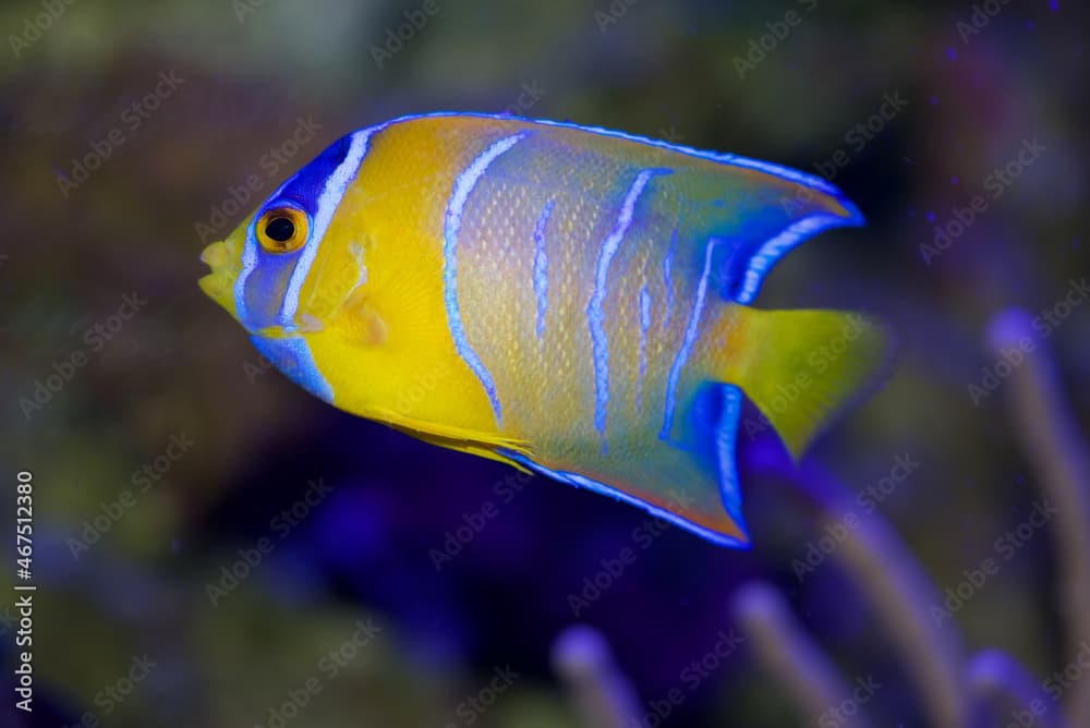 Queen Angelfish, Holacanthus ciliaris, from the Caribbean and Western Atlantic Ocean. This is the juvenile form, at about 3 inches in body length