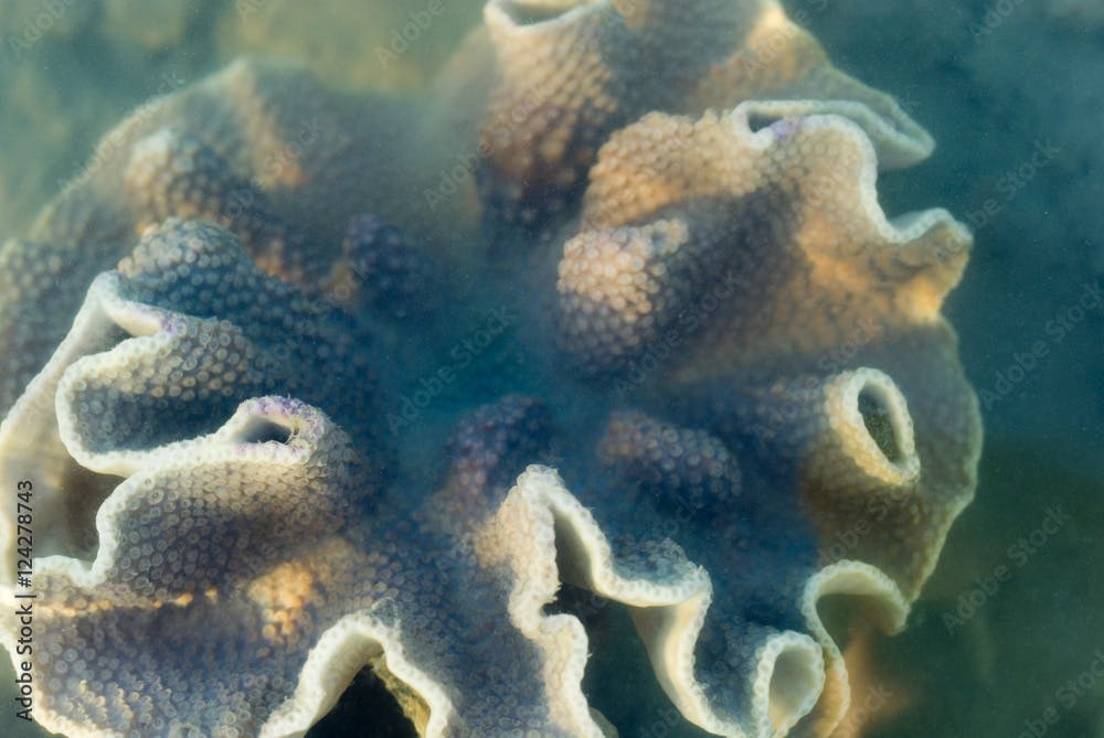 Turbinaria Coral formation