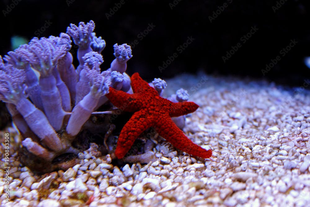 Fromia Indica red starfish