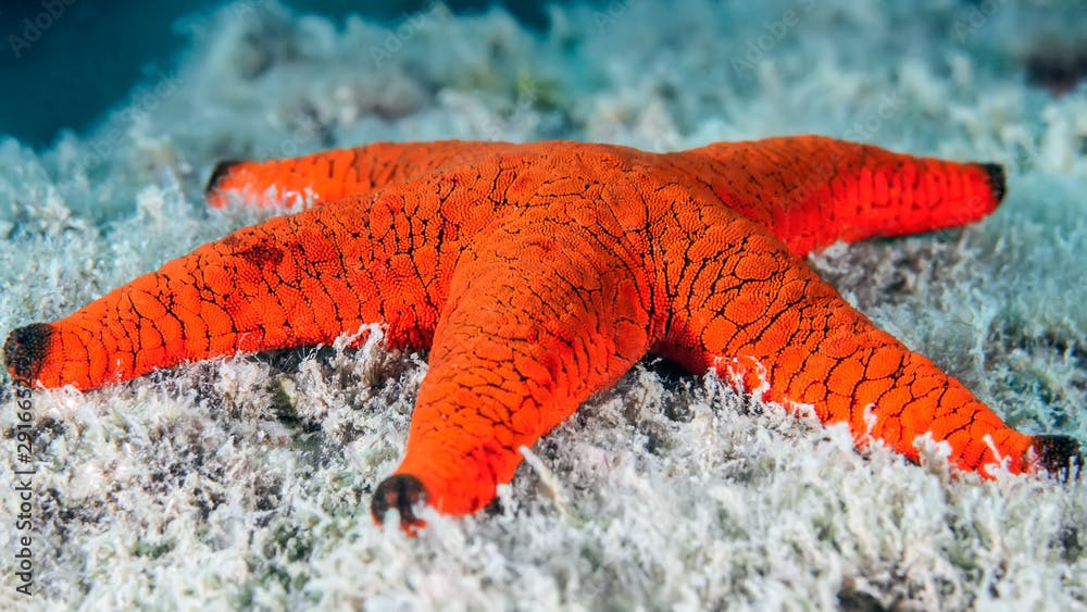 Fromia indica red bright sea star on a coral reef. Underwater macro photography.