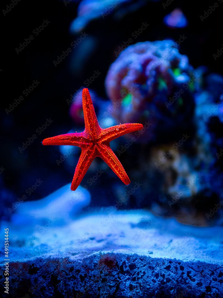 Indian sea star or red starfish (Fromia indica) moving through the glass of a reef aquarium