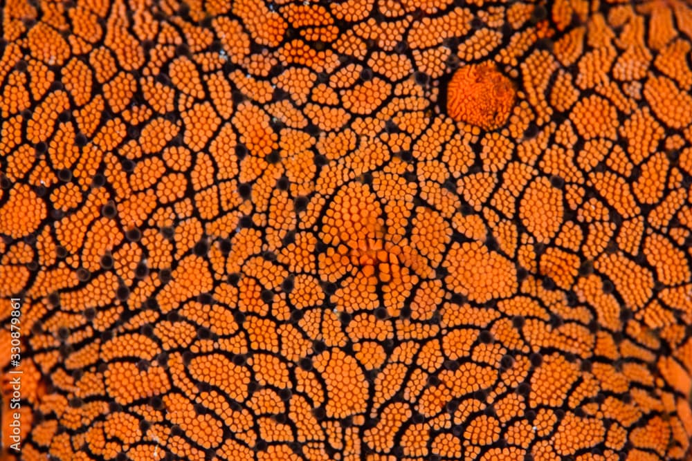 Detail of a colorful sea star, Fromia indica, living on a coral reef in Indonesia. 