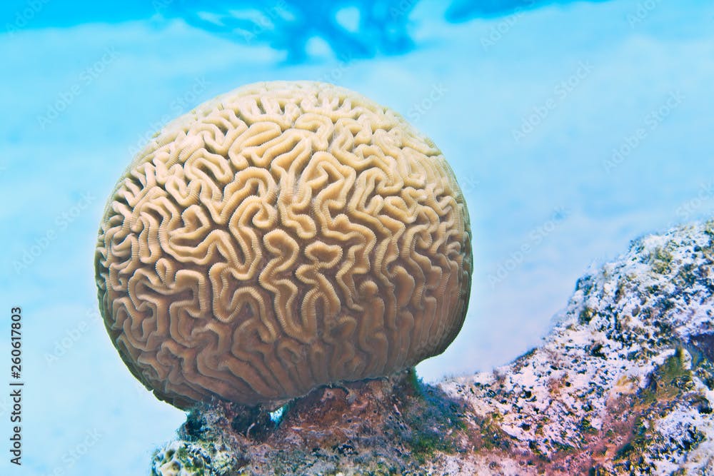 Brain Coral (Diploria labyrinthiformis), on a Reef of the Caribbean Island of Bonaire