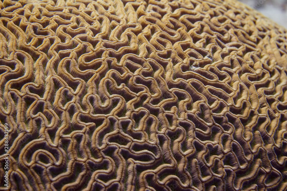 Closeup of Boulder Brain Coral Pattern