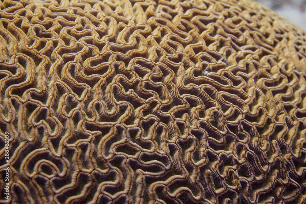 Closeup of Boulder Brain Coral Pattern