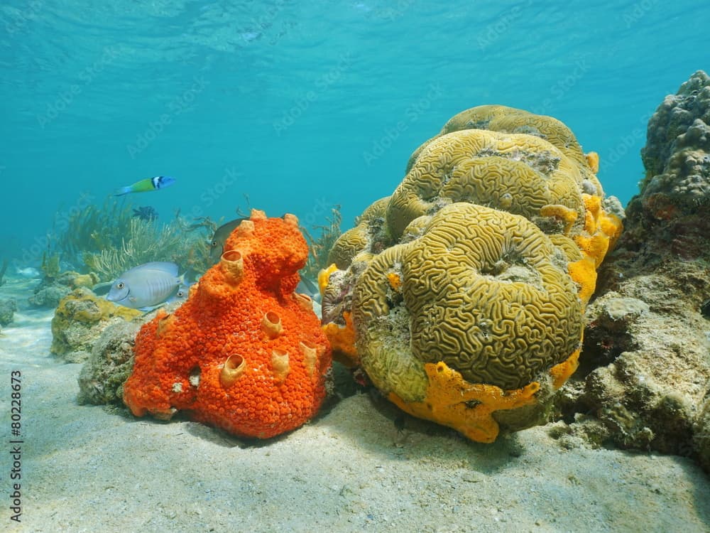 Colorful sea sponge and brain coral underwater