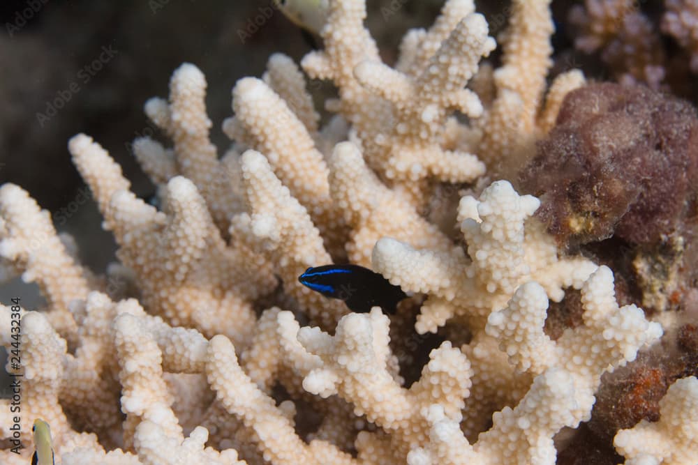 Blue-Striped Dottyback in Acropora humilis Coral