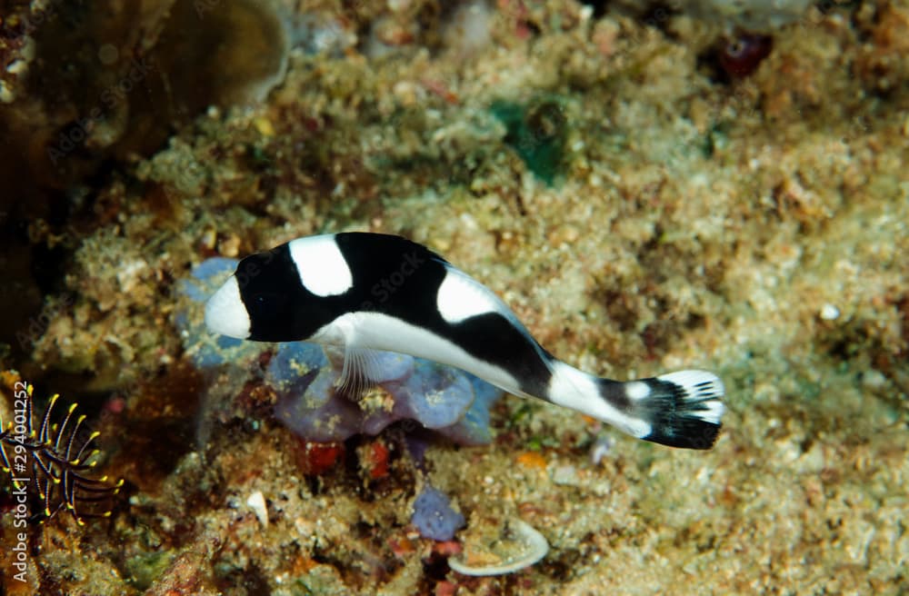 Painted sweetlips · Plectorhinchus picus · Reeflings Library