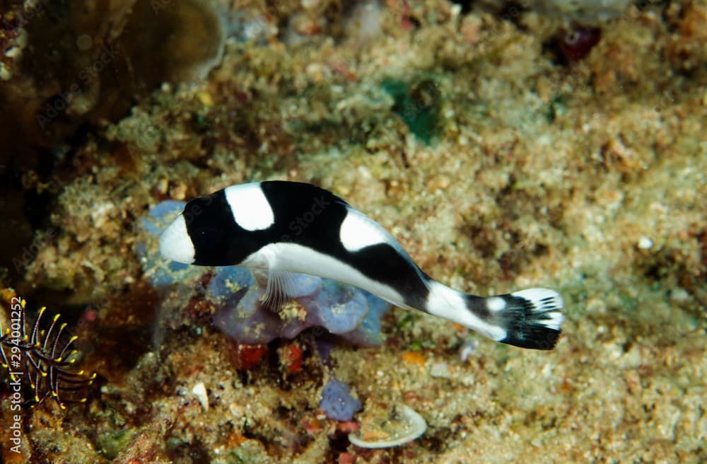 Juvenile dotted sweetlips, Plectorhinchus picus, Sulawesi Indonesia.