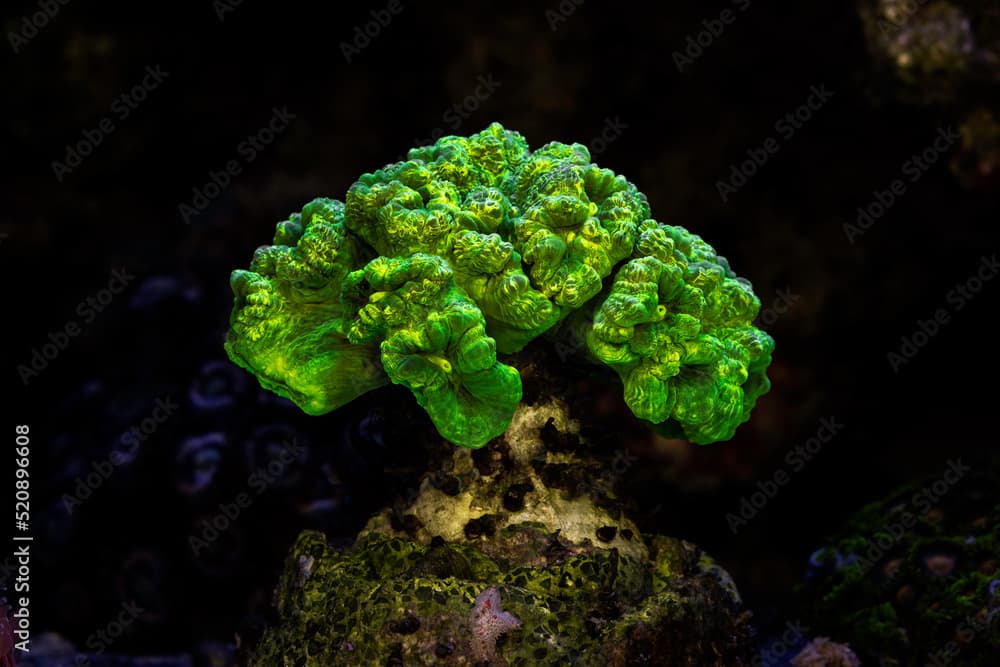 Caulastrea neon coral. Caulastrea furcata. Coral in aquarium. Undersea world. Life in a coral reef.