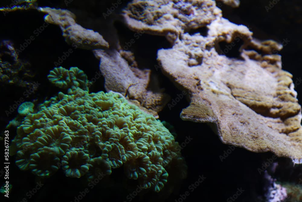 Candy Cane Coral Photographed Under Water with Other Corals and Living Things