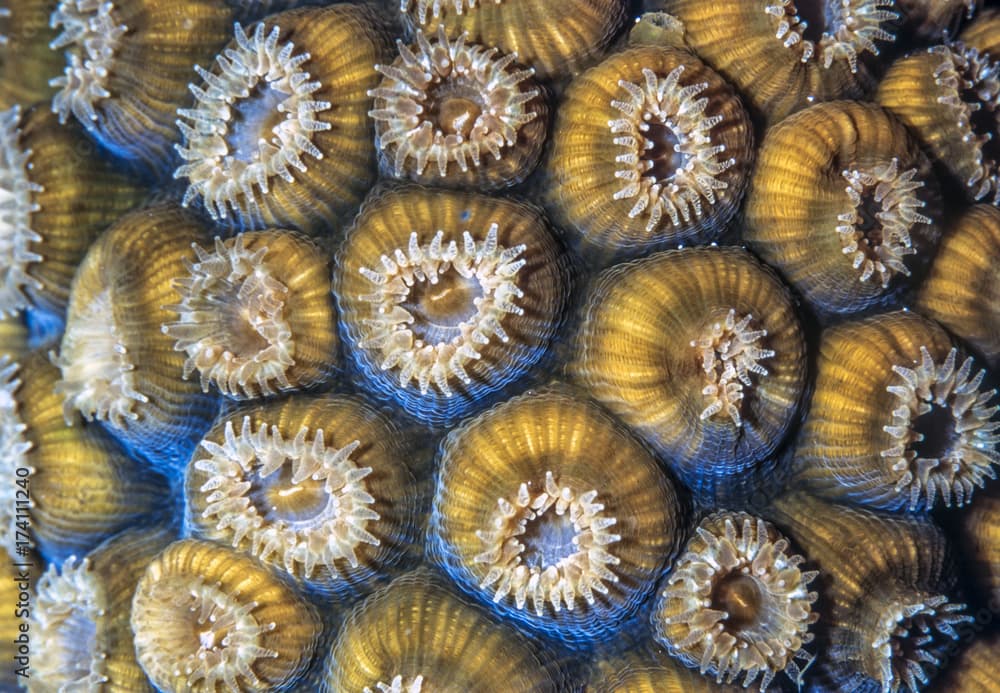 Montastraea cavernosa, the great star coral,