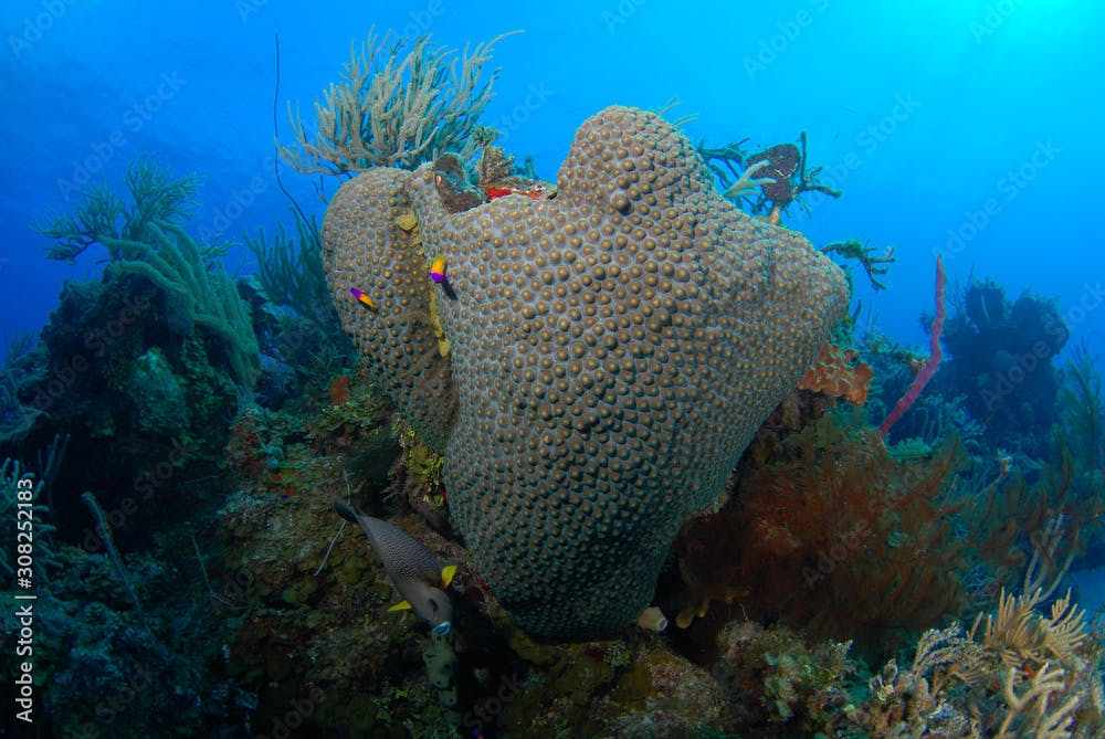Colony of healthy Great Star Coral on tropical reef