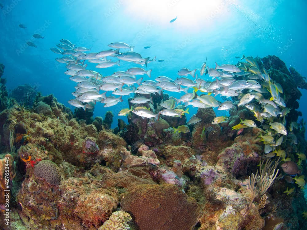 School of Mahogany snapper in a coral reef (Playa del Carmen, Quintana Roo, Yucatan, Mexico)