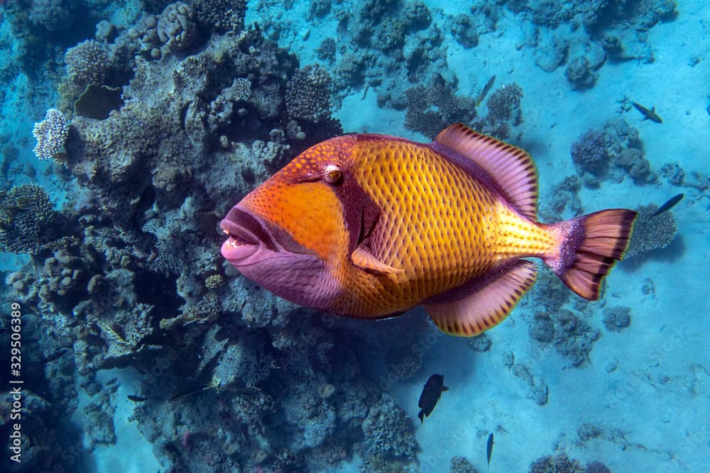 Titan triggerfish (Balistoides viridescens) in the coral reef in Red Sea