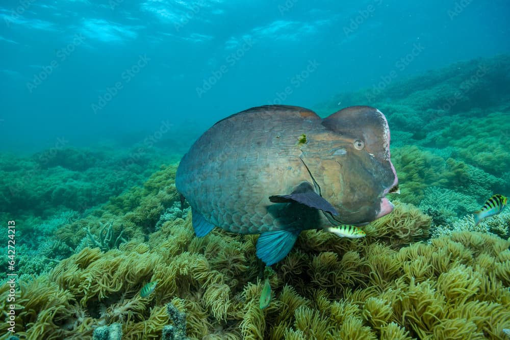 bumphead parrotfish spotted in moore reef in the great barrier reef