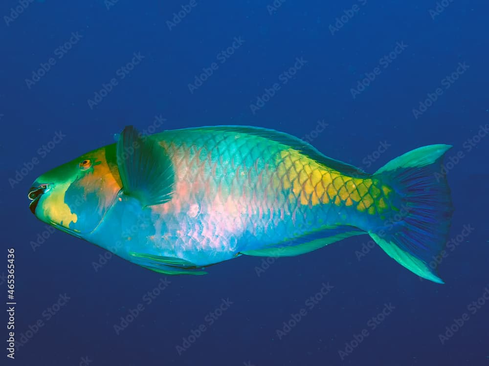 A Rusty Parrotfish (Scarus ferrugineus) in the Red Sea