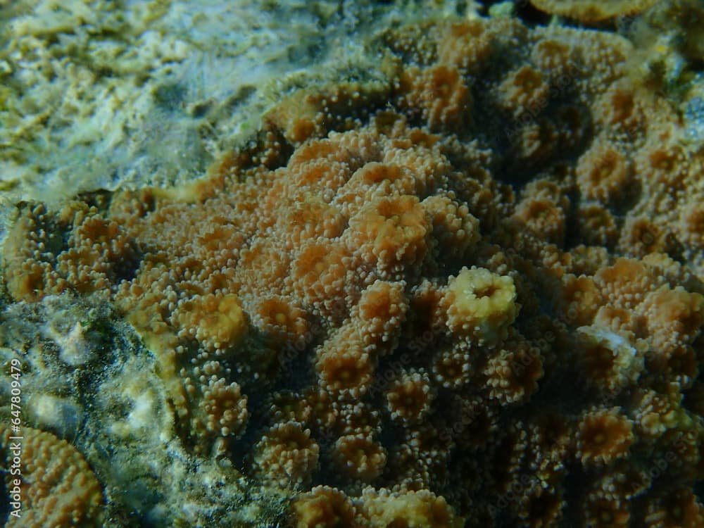 Hedgehog coral (Echinopora lamellosa) close-up undersea, Red Sea, Egypt, Sharm El Sheikh, Nabq Bay