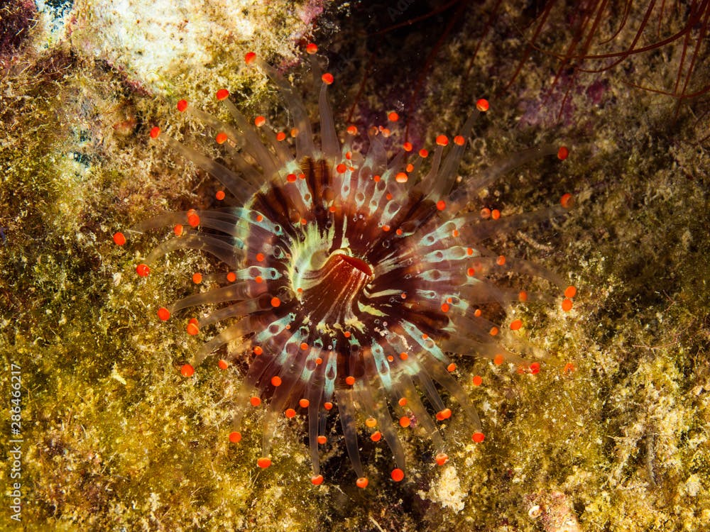 Orange-ball corallimorph (Pseudocorynactis caribbeorum)