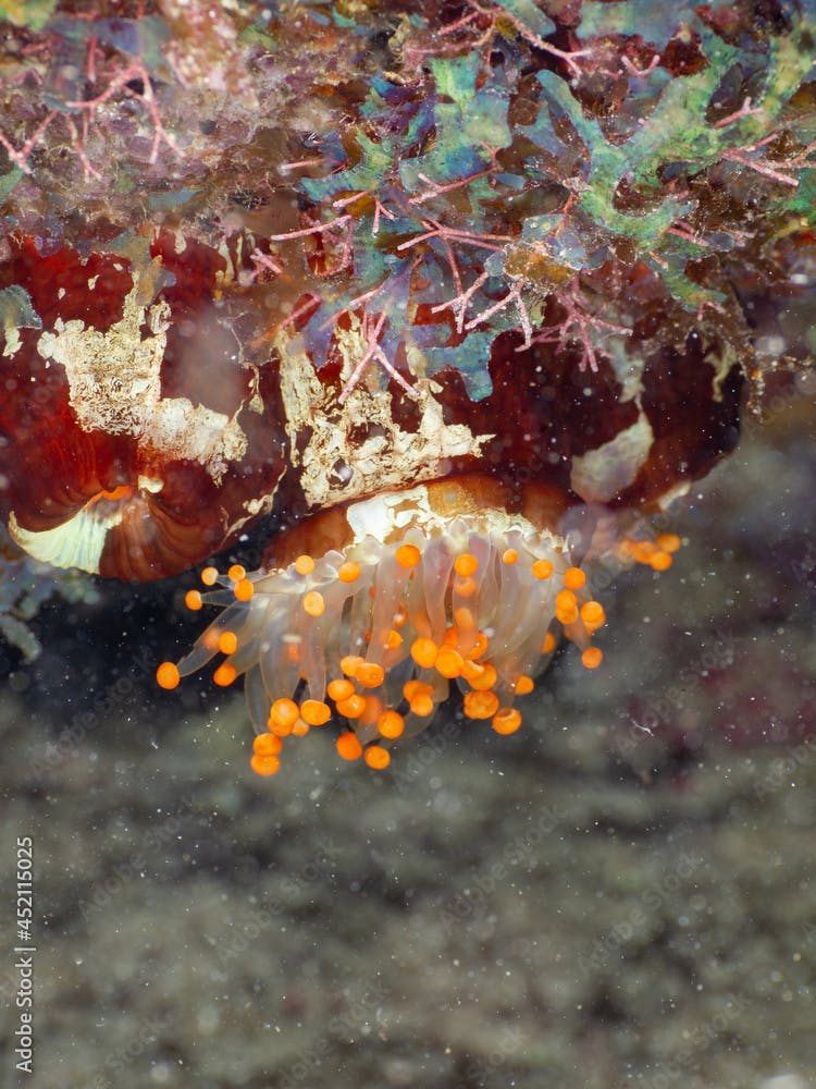 Orange ball corallimorph (Grand Cayman, Cayman Islands)