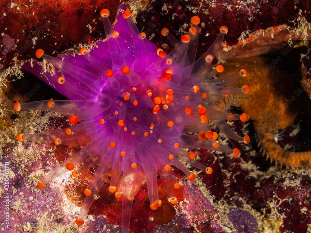 Orange-ball corallimorph (Pseudocorynactis caribbeorum). marine life in Caribbean SEa Los Roques Venezuela. Colorful