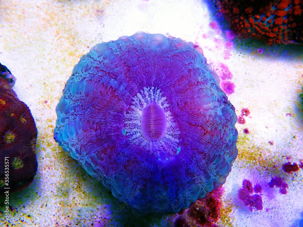 Doughnut colorful LPS Coral - (Acanthophyllia deshayesiana)