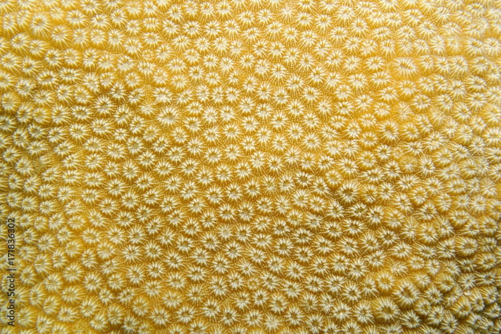 Close up of lobed star coral, Orbicella annularis, Caribbean sea