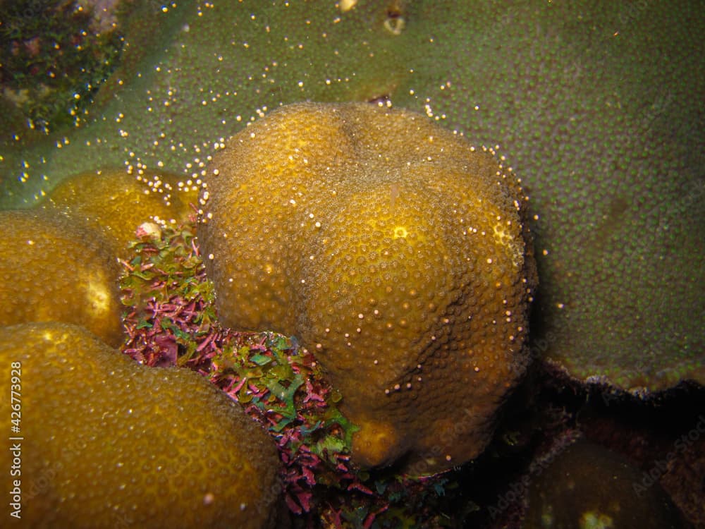 Coral orbicella annularis in Tayrona National Natural Park, Colombia