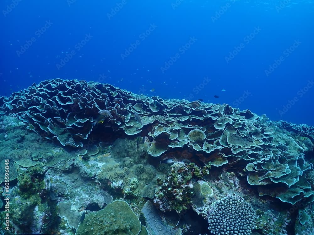 Cabbage coral in Zamami, Okinawa