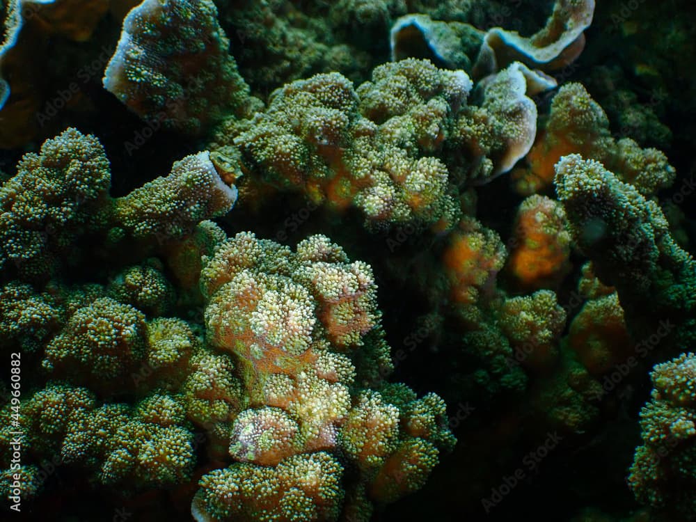 Hedgehog coral has a bright color and rough skin. Spiny plate coral. blue chalice coral. Echinopora lamellosa.