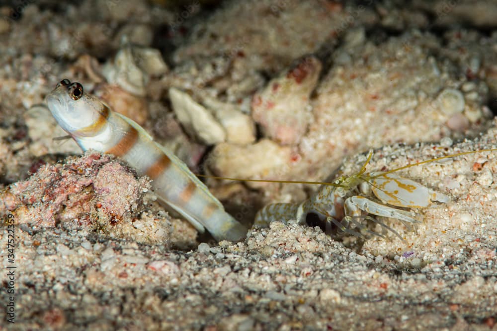 ogasawara shrimpgoby goby fish with commensal shrimp