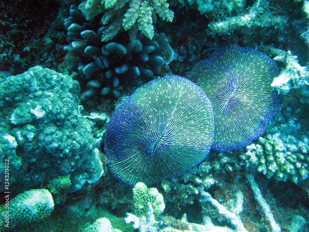 mushroom corals