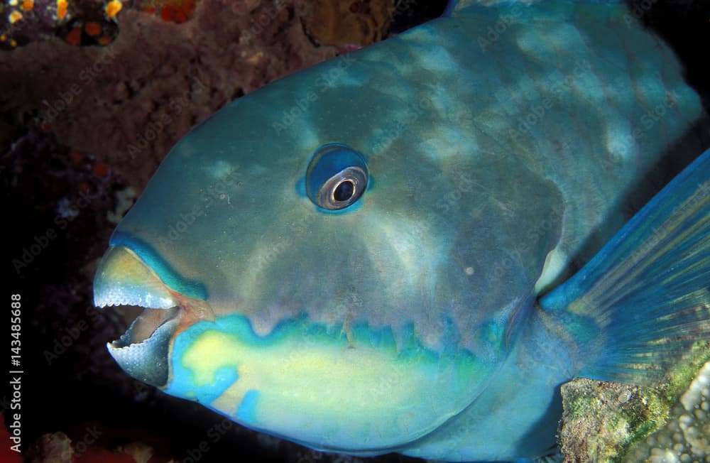 Steephead parrotfish , Chlorurus microrhinos , Sulawesi, Indonesia