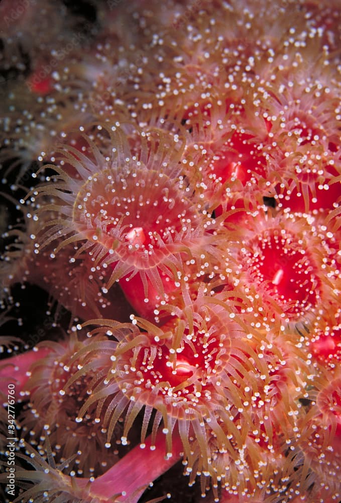 Strawberry Anemone, Corynactis californica, in a California tidepool