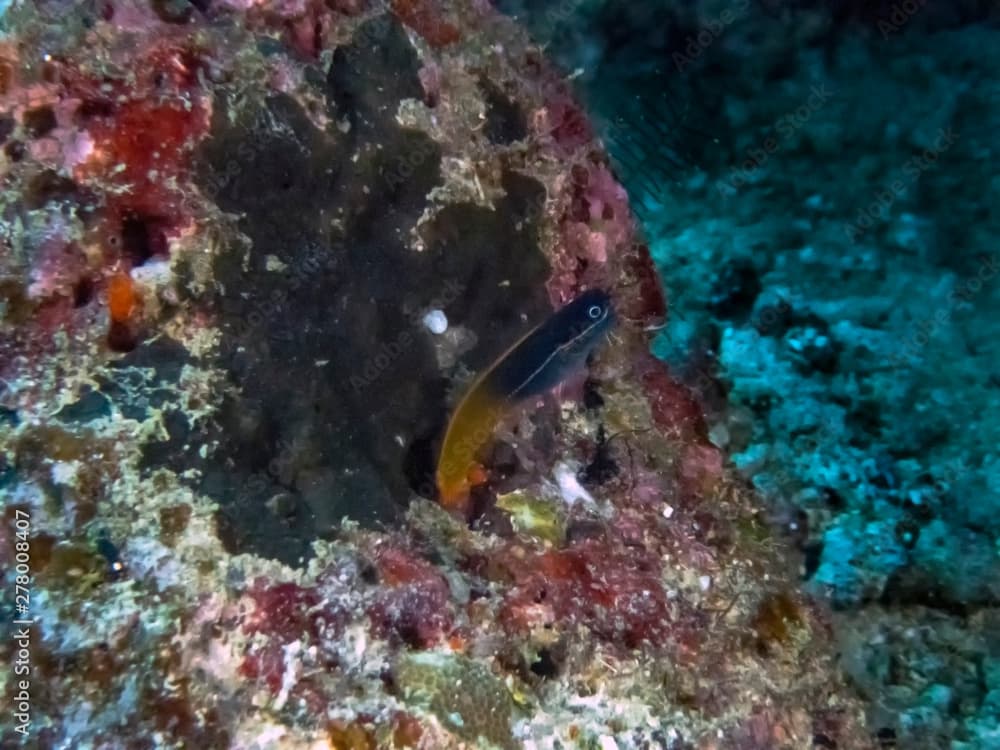 A Tricolour Blenny (Ecsenius tricolor)