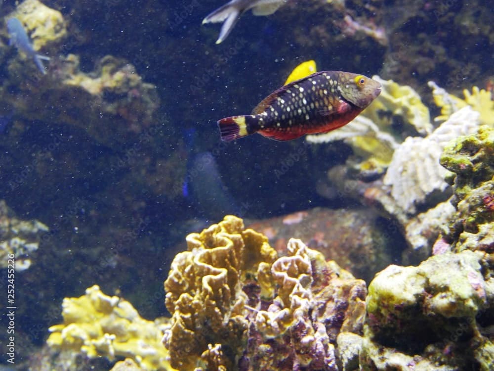 Poisson perroquet feu tricolore à l'aquarium de Gosier en Guadeloupe. France