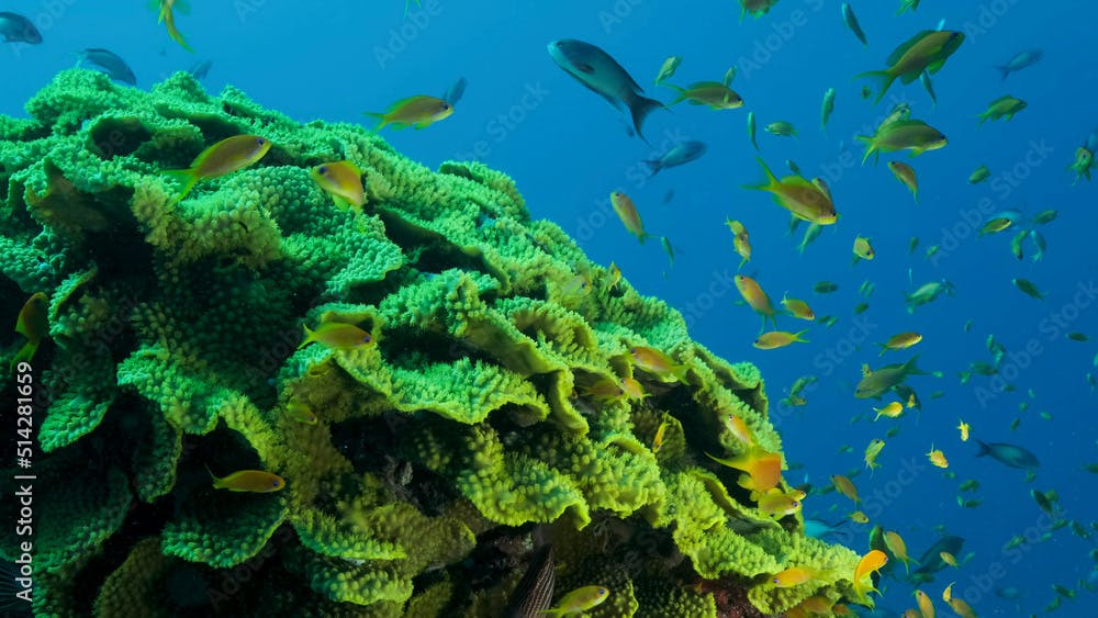 School of Lyretail Anthias or Sea Goldie (Pseudanthias squamipinnis) swims near Lettuce coral or Yellow Scroll Coral (Turbinaria reniformis). Red sea, Egypt