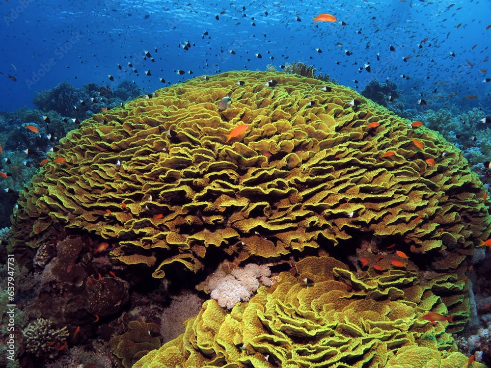 A beautiful Turbinaria reniformis coral 