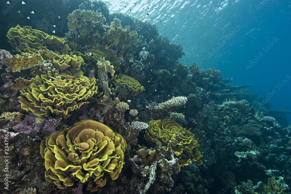 Underwater garden with colonies of Leafy cup coral.