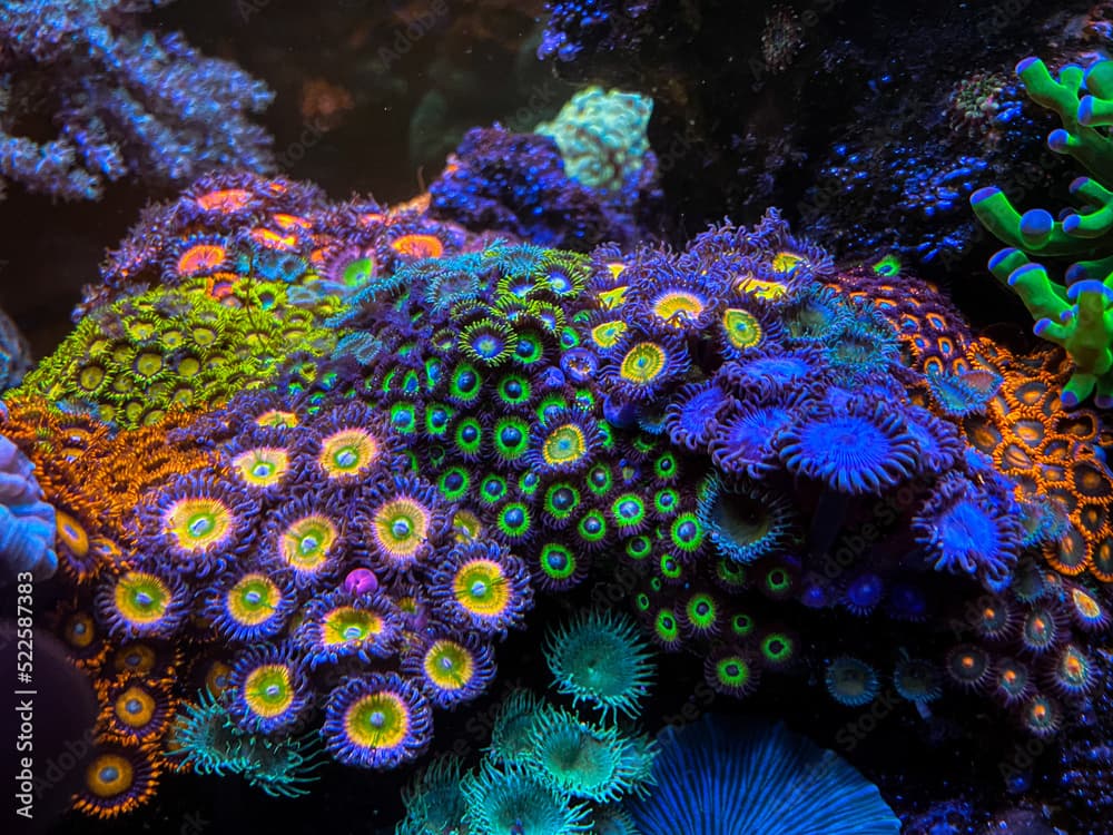 reef