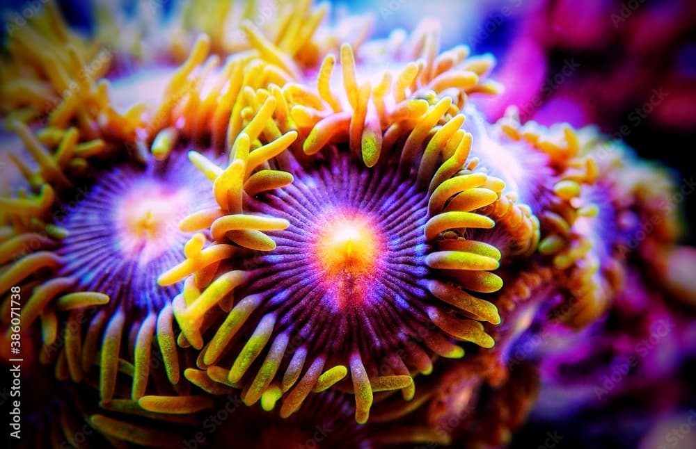 Colorful colony of Zoanthus polyps  soft coral