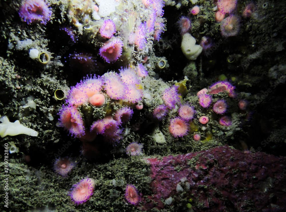 Jewel anemone, Corynactis australis