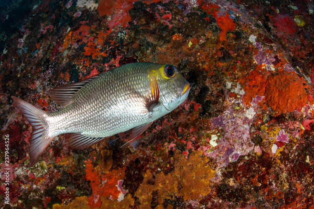 Bigeye Emperor, Monotaxis grandoculis closeup in Andaman sea Thailand