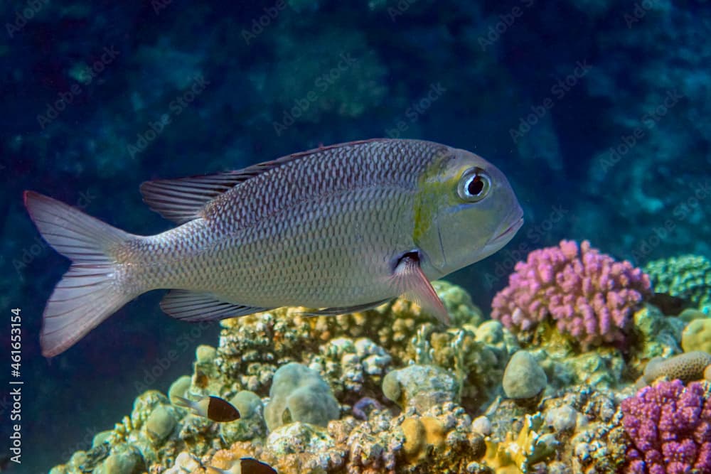 Bigeye emperor (Monotaxis grandoculis) - fish. Red Sea Egypt. 