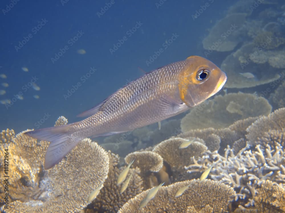 Humpnose big-eye bream, Maldives