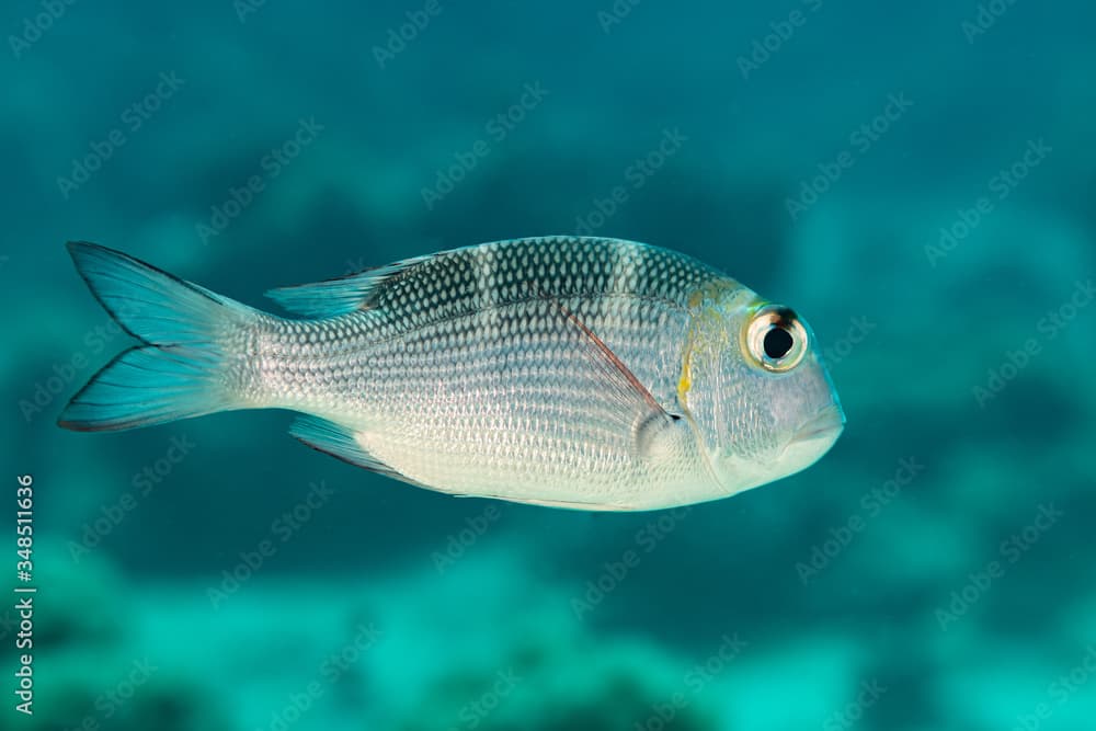 humpnose bigeye bream silvery fish